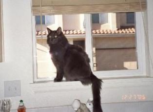 Nebelung in a Window